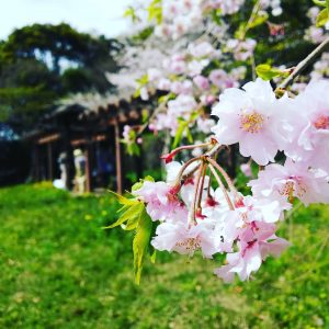 桜の奥に着物